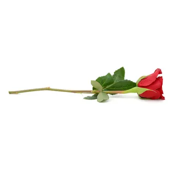 Natural Red Rose 